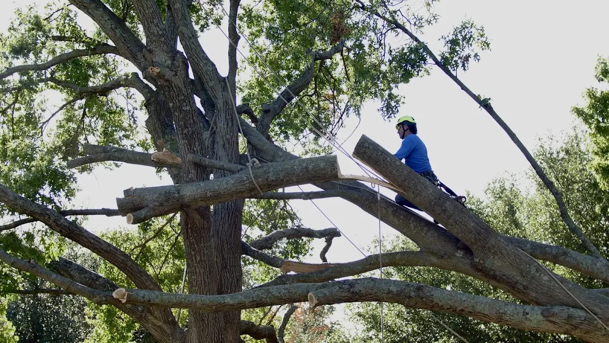 Professional Crown Thinning performed by certified arborists in Proctor