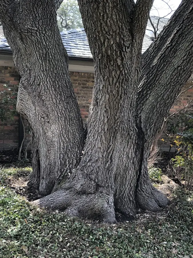 Mature heritage tree close to a Proctor property cared for by certified arborists